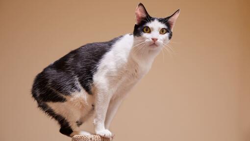 9 Cats with No Tails or Short Ones You ll Want to Meet Purina